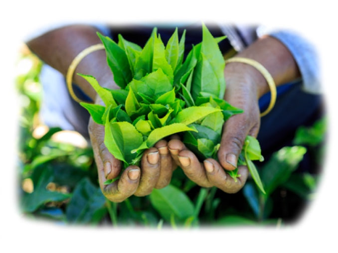 A green tea plant held by a farmer